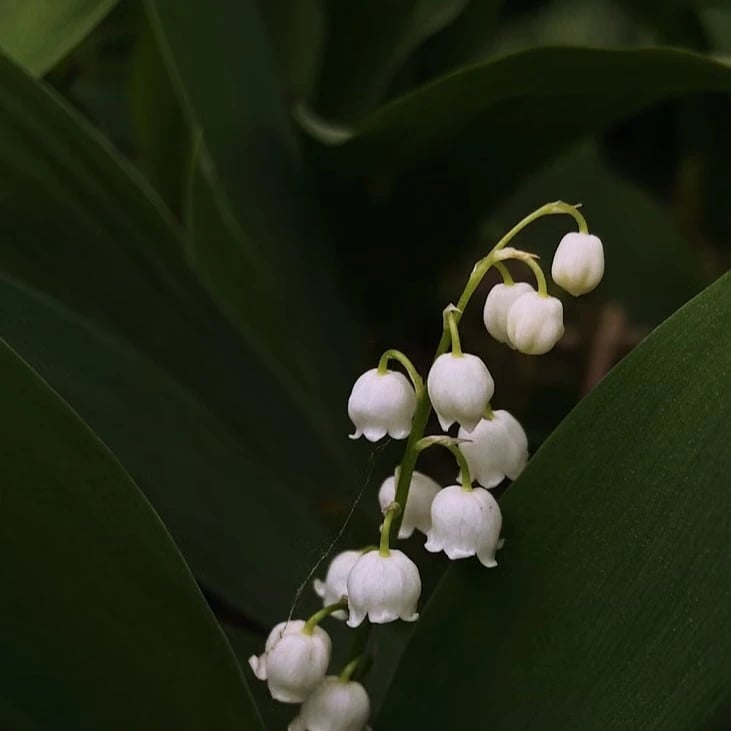 Lily of the Valley flowers and green leaves