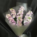 Букет «7 лавандовых маттиол»