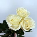 Букет из 3 белых роз под ленту