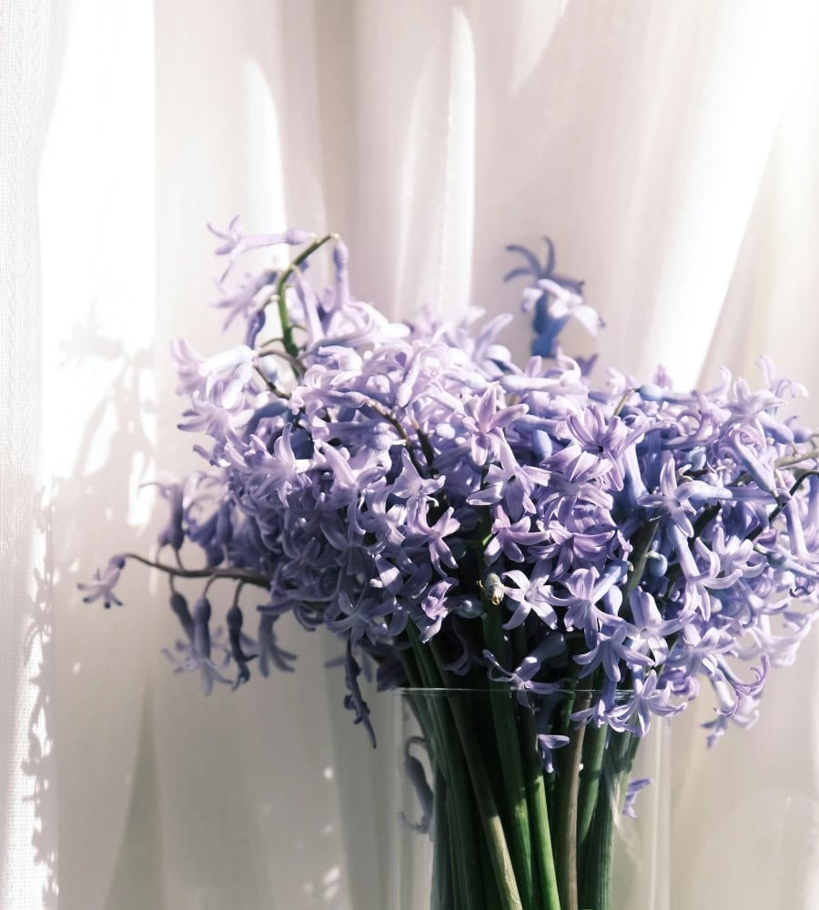 Hyacinths flowers in different colors