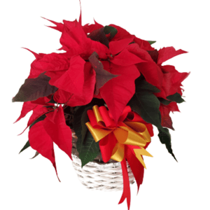 Пуансеттия