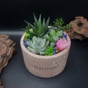 Суккуленты в розовом гипсовом кашпо