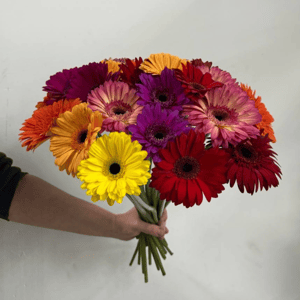 Букет «25 ярких гербер под ленту»