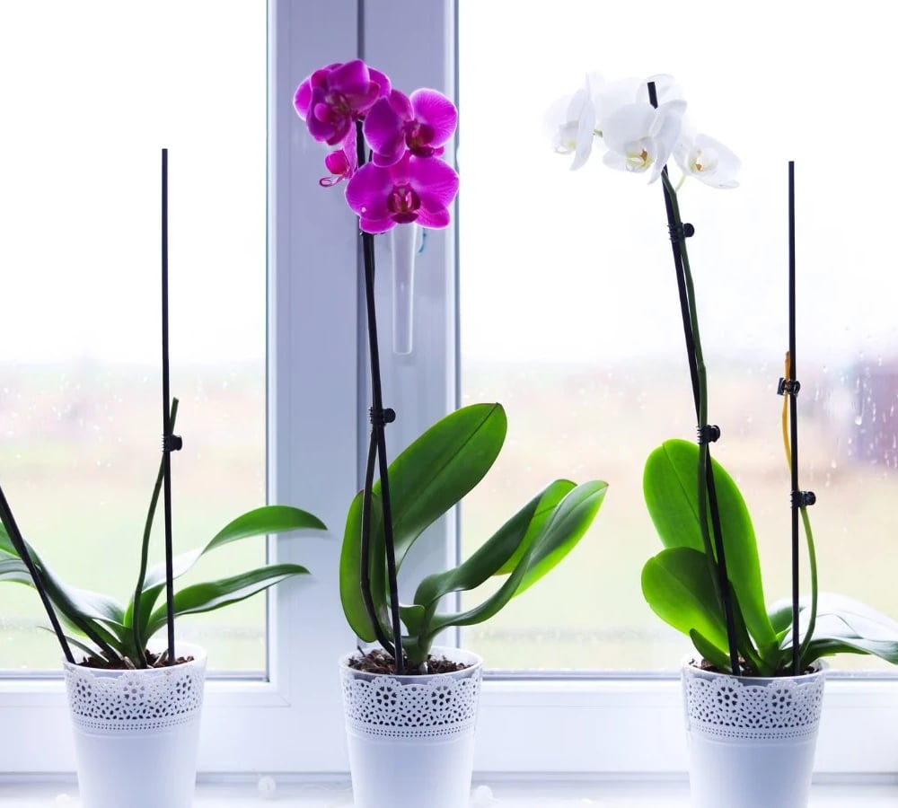 Orchid plant in a pot