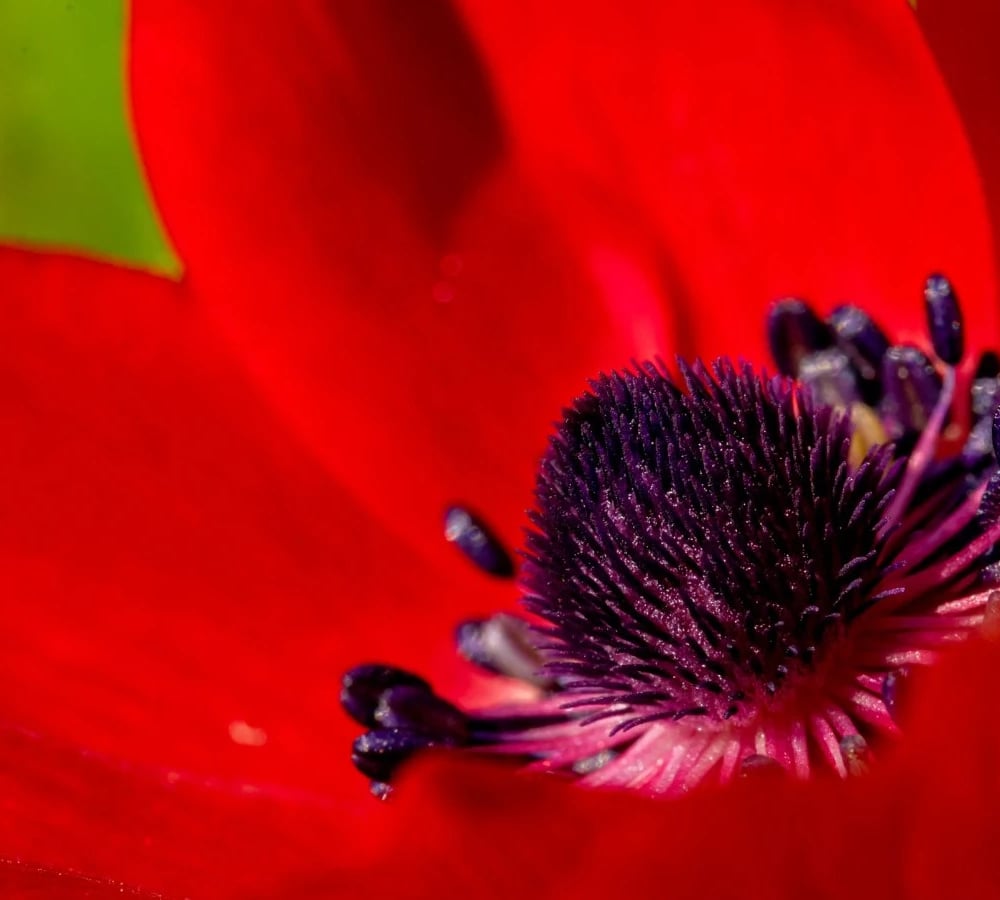 Anemone flowers with dark centres