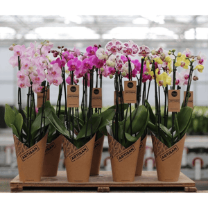 Фаленопсис