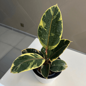 Фикус Лирата