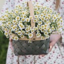 Корзина с цветами «Полевое чудо» из ромашек