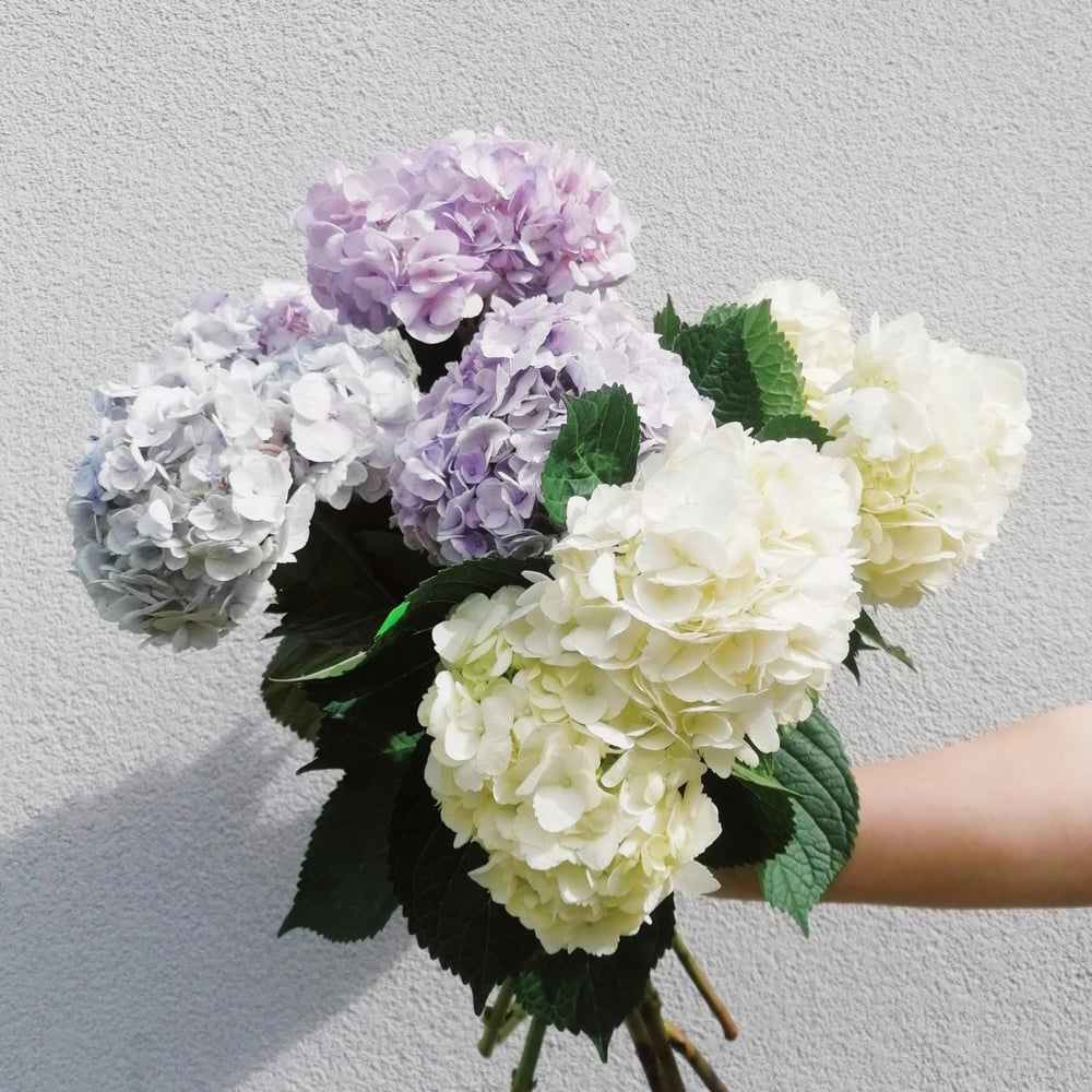Fresh hydrangea arrangement