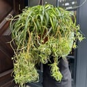 Хлорофитум