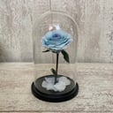 Голубая Роза в колбе