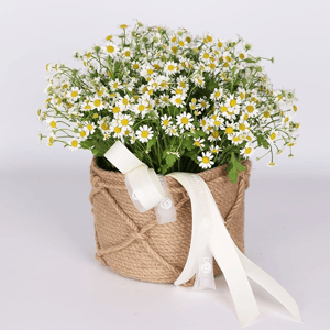 15 ромашек в корзине из ромашек