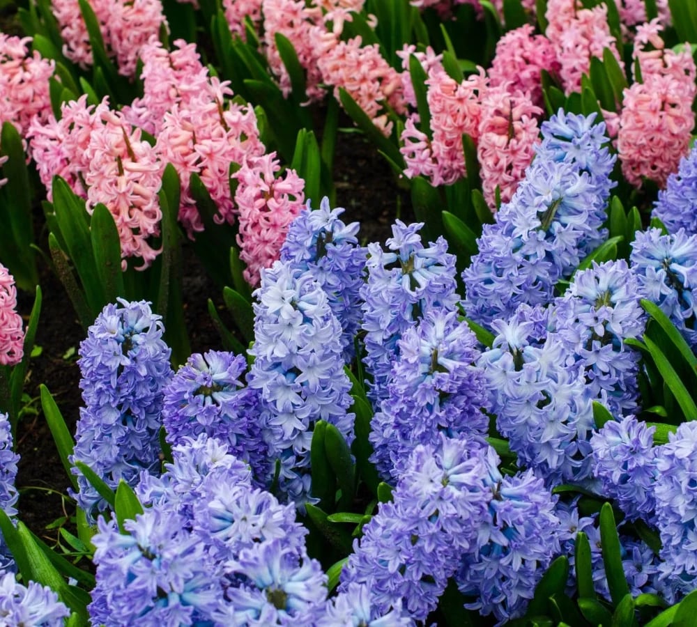 Colorful hyacinth flowers in bloom