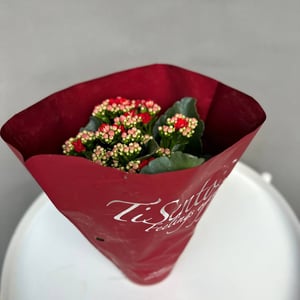 Комнатное растение Каланхое