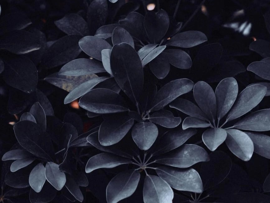 Dark black flowers in bloom