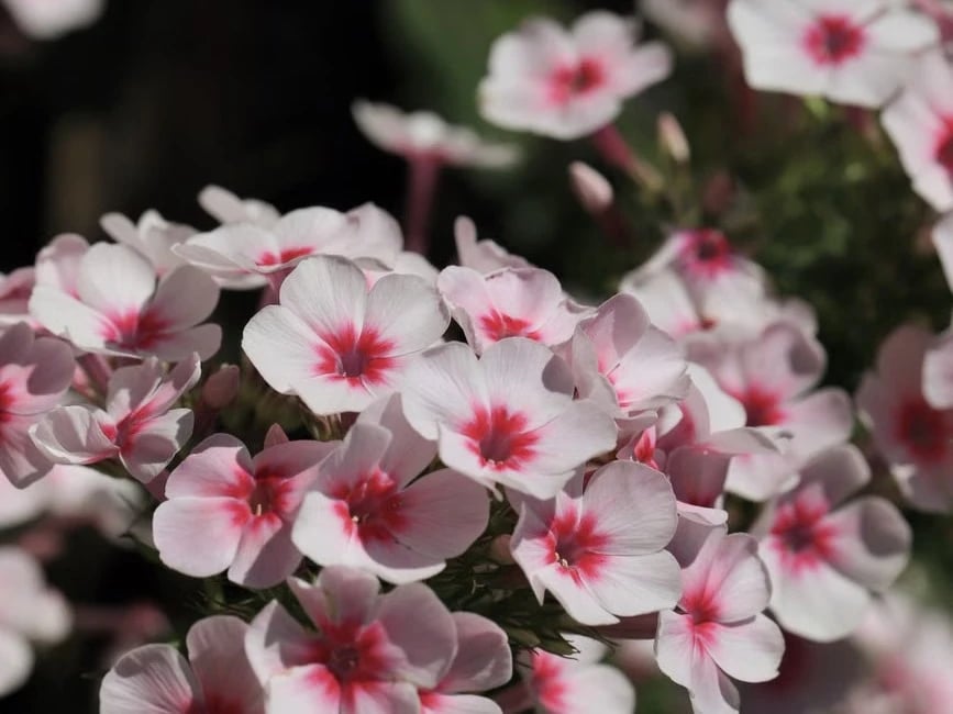 Summer flowers in full bloom
