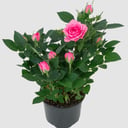 Роза в горшке розовая комнатное растение