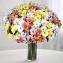 Two Dozen Daisy Poms