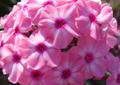 "FLOX"