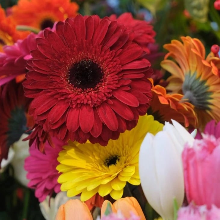 Flores en La Rambla