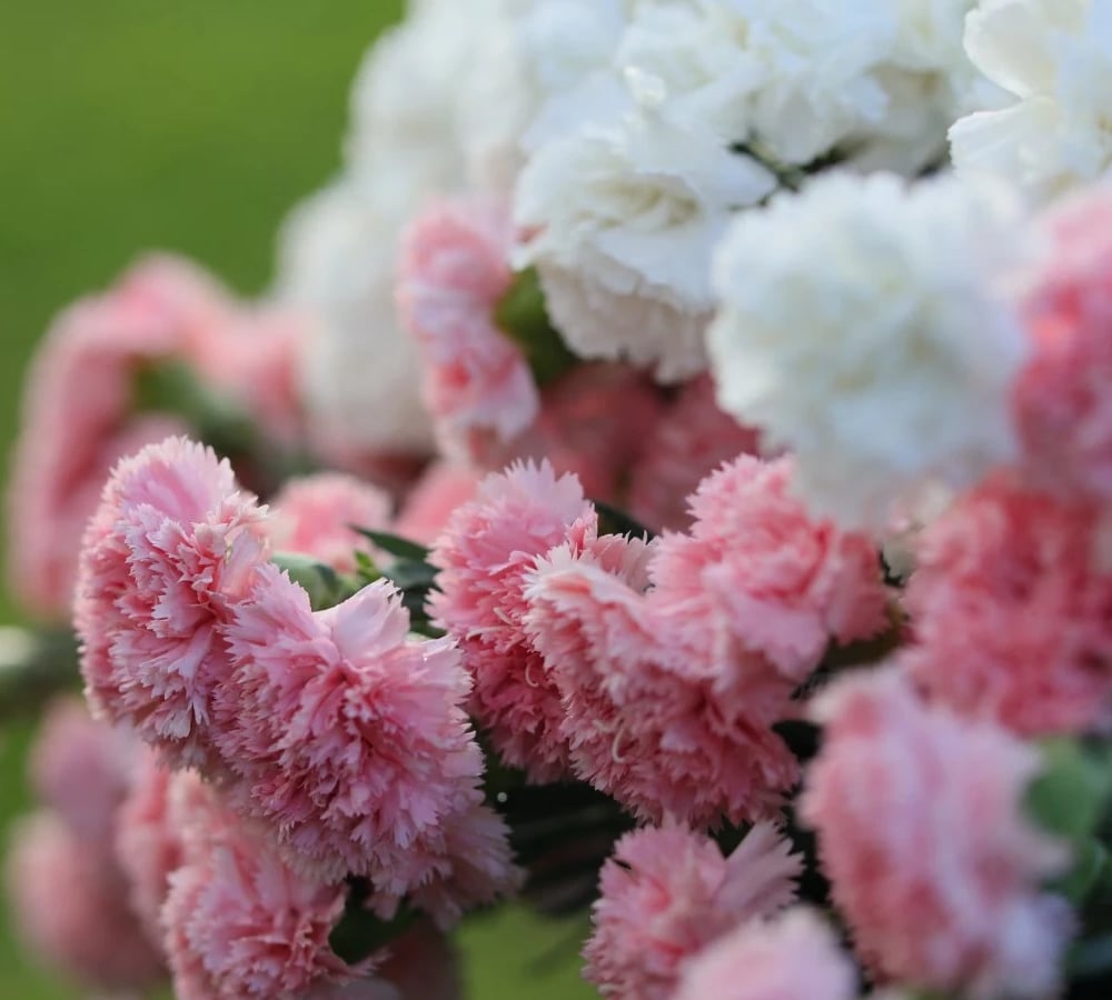 Carnations in several colours
