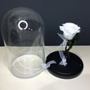 Роза стабилизированная белая