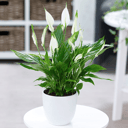 Спатифиллум