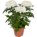 Хризантема Зембла 3ст