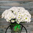 Монобукет из 15 хризантем Бакарди