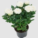 Роза в горшке белая комнатное растение