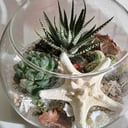 Флорариум в круглой форме