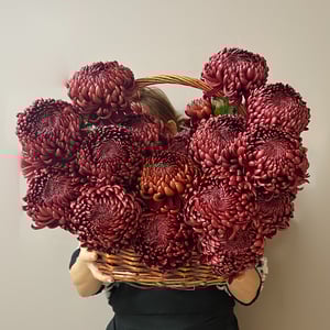 Букет «Корзина с хризантемами Бигуди»