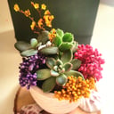 Флорариум-садик суккуленты и сухоцветы