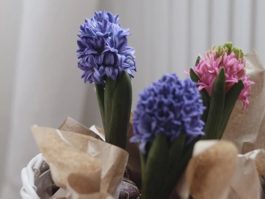 Potted hyacinths as a spring gift