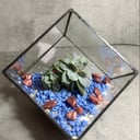 Флорариум куб с эхеверией