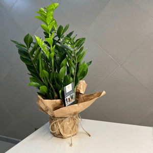 Замиокулькас