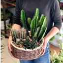 Корзина с суккулентами