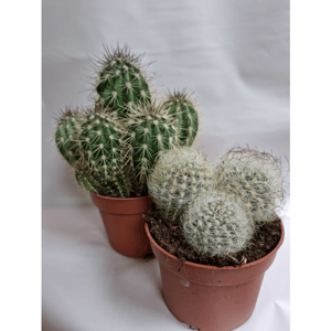 Кактус микс.