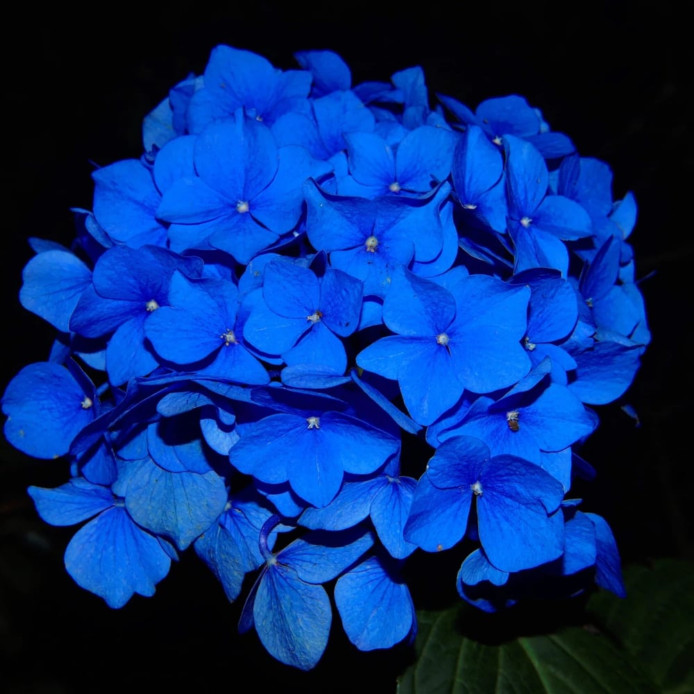 Bouquet of blue hydrangeas and delphiniums