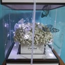 Коробка с цветами «Эффект бабочки» из гипсофил