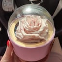 Нежно-розовая роза стабилизированная