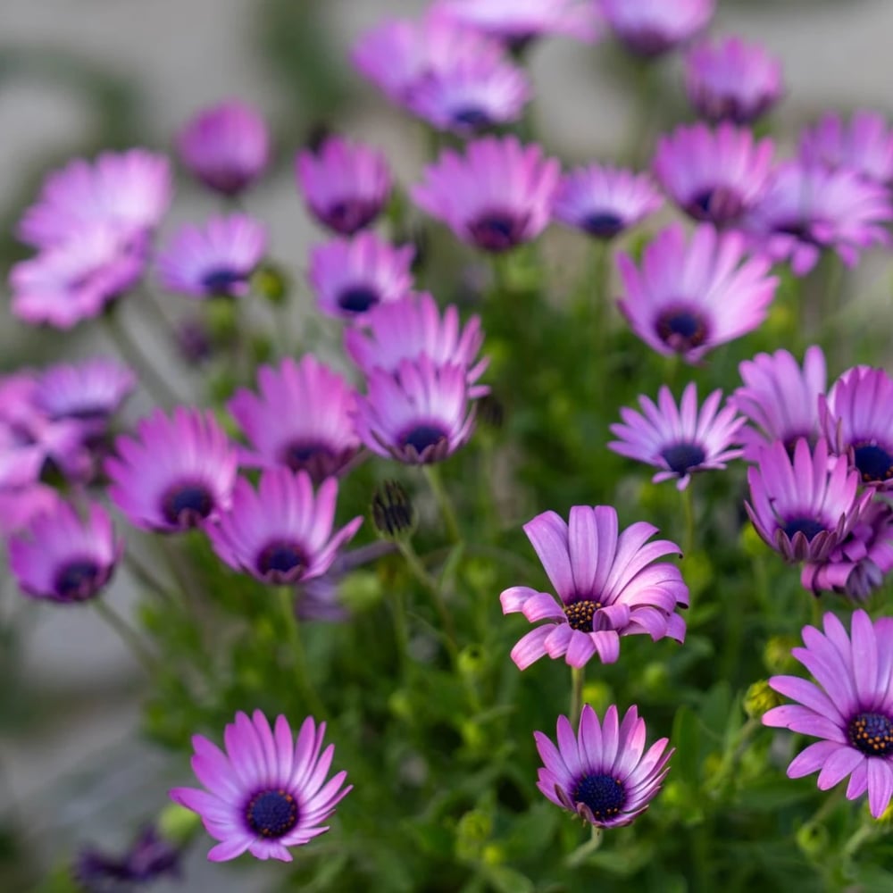 African daisy plant with flowers and green foliage