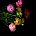 Сердце Подскажет