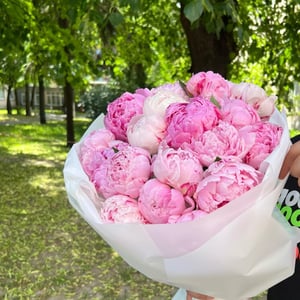 Пионы букет Сара Бернар