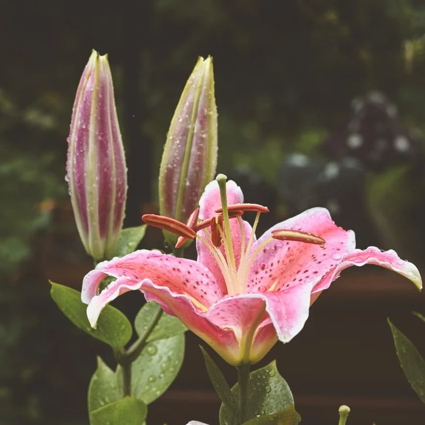 Stargazer lilies with open flowers and closed buds