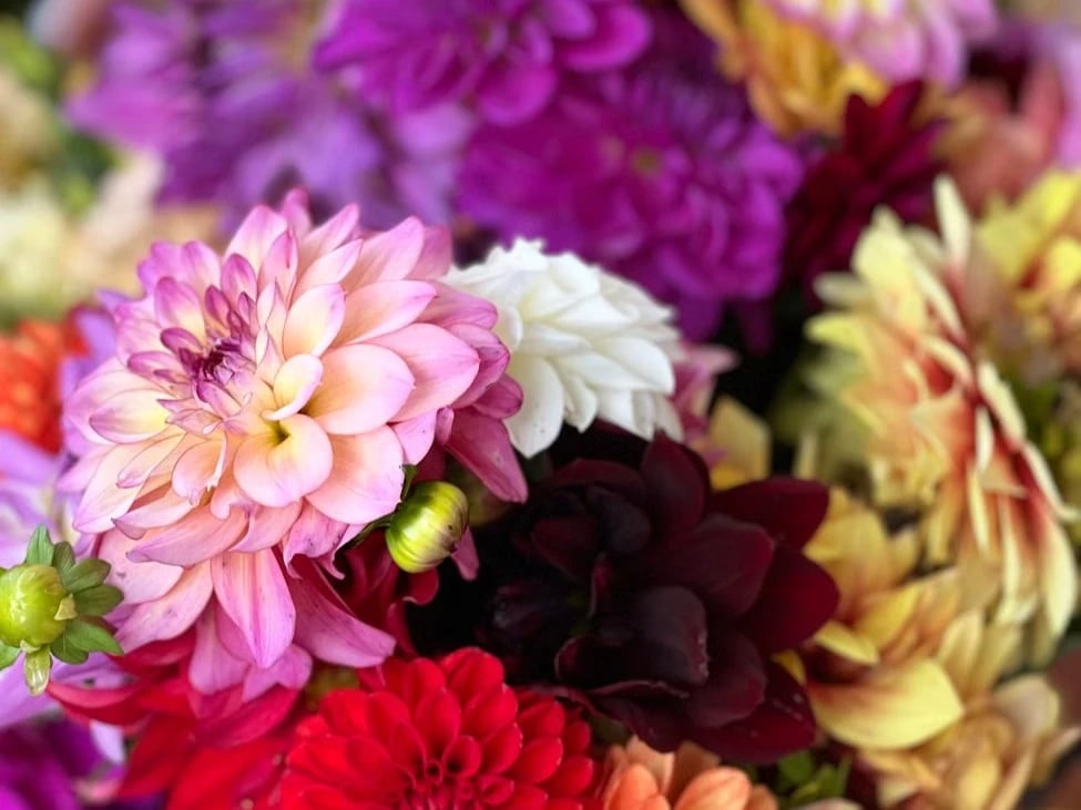 Colorful dahlia bouquet