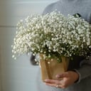 Композиция «Сумочка с Гипсофилой»