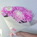 Букет «Розовая Хризантема в дизайнерской плёнке»