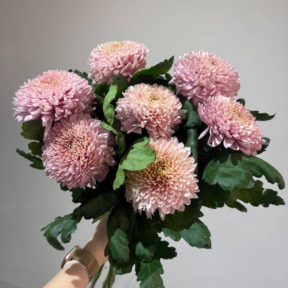 Букет из 7 розовых хризантем