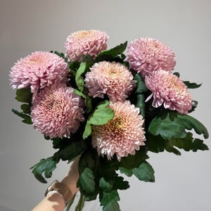 Букет из 7 розовых хризантем